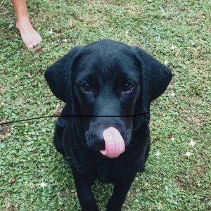 Meet your Posher, Gracie